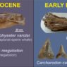 Fossili di grandi squali e mammiferi marini raccontano come è cambiato il Mediterraneo dopo la Crisi di Salinità del Messiniano