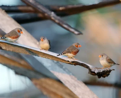 Chi prima lalla, prima impara: il ruolo cruciale del “babbling” nell’apprendimento del canto dei diamantini