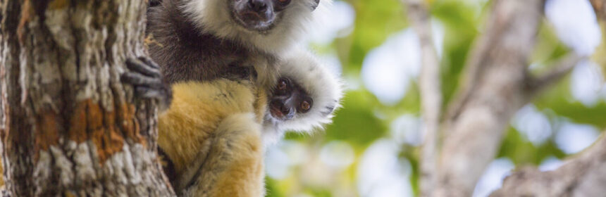 Indri-copyright-Filippo-Carugati