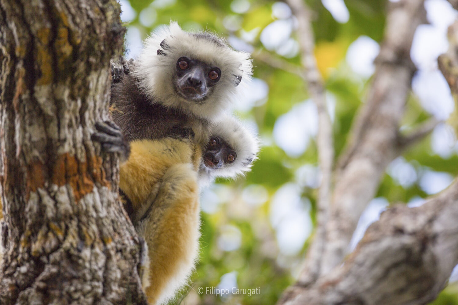 Indri-copyright-Filippo-Carugati