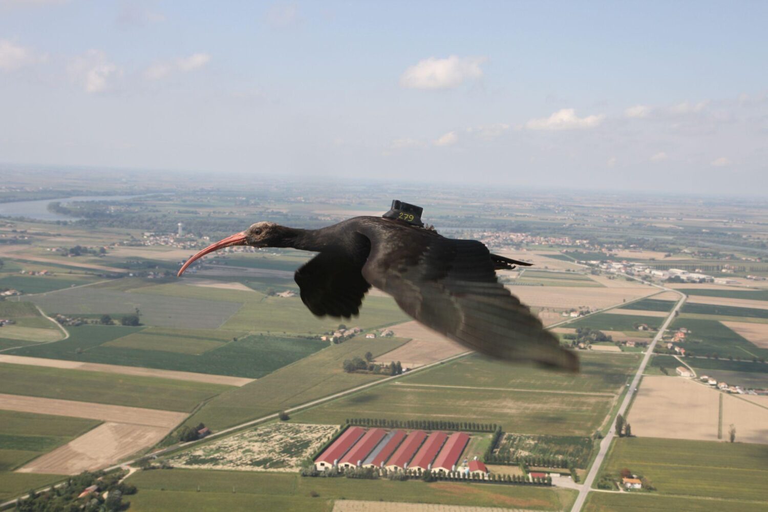 Un esemplare giovane di ibis eremita mentre vola con uno dei loggers per misurare la posizione e l’accelerazione. Copyright foto: Waldrappteam Conservation and Research