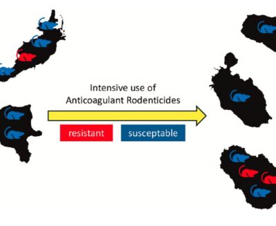 Sulle isole italiane i topi stanno diventando resistenti ai rodenticidi