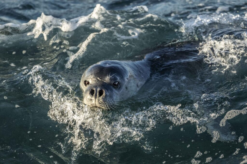 Foca monaca del MediterraneoMonachus monachus Mar Jonio ©Ugo Mellone