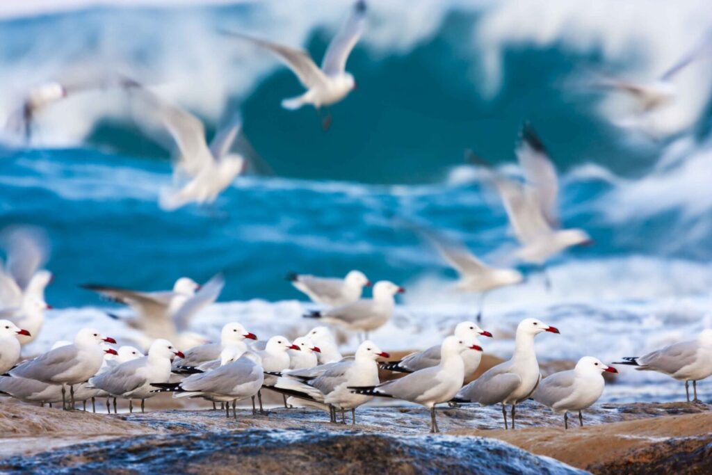 Gabbiano corso Larus audouinii Puglia ©Ugo Mellone