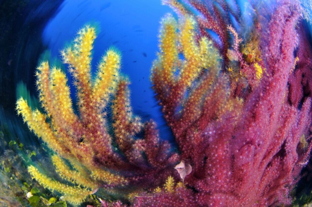 Gorgonie rosse Paramuricea clavata Calabria ©Marco Colombo