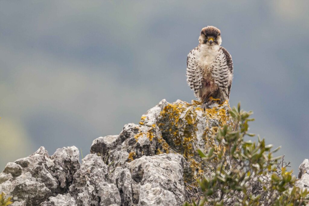 Lanario Falco biarmicus feldeggii Marche ©Bruno DAmicis