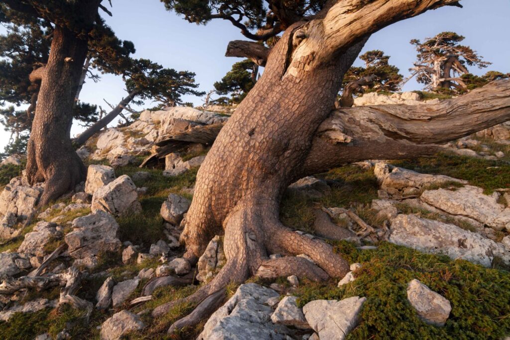 Pino loricato Pinus leucodermis Basilicata ©Ugo Mellone