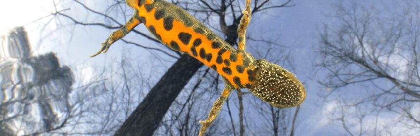 Tritone crestato italiano Triturus carnifex Lombardia ©Marco Colombo