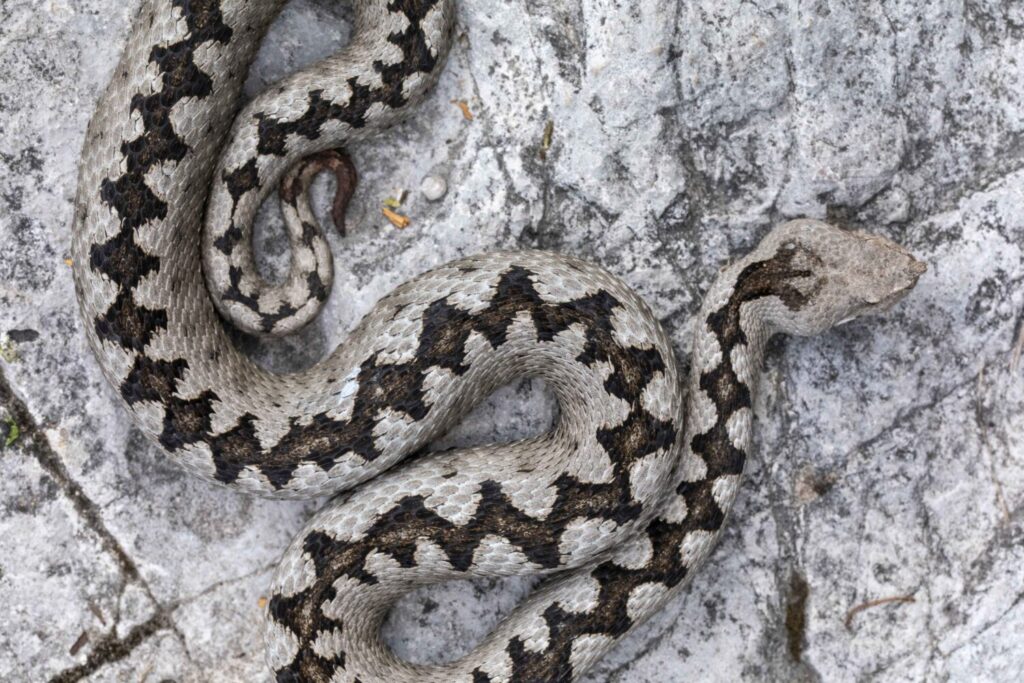 VIipera dal corno Vipera ammodytes Veneto ©Bruno DAmicis