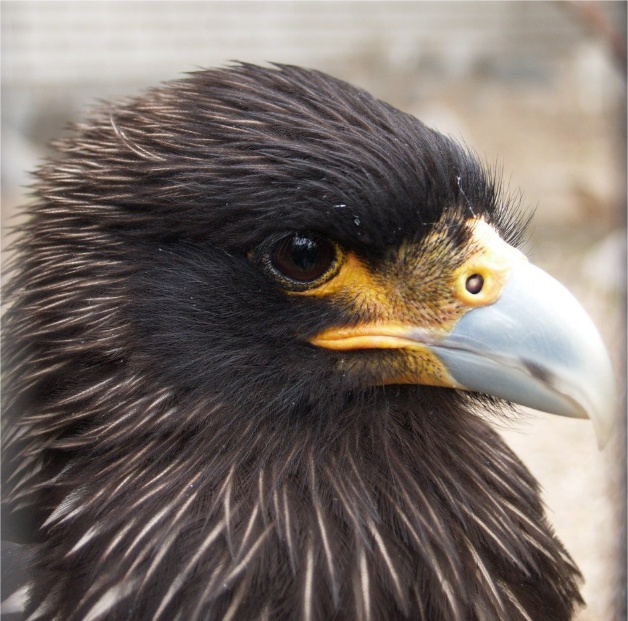 Charles Darwin alle Isole Falkland 7 Immagine che contiene uccello, rapace, aquila, becco
Descrizione generata automaticamente