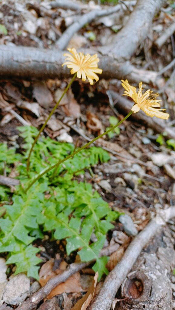 Nuovo censimento flora Alpi apuane: segnalate 3 nuove specie per la Toscana e 141 a rischio estinzione 23 Aposeris foetida 3
