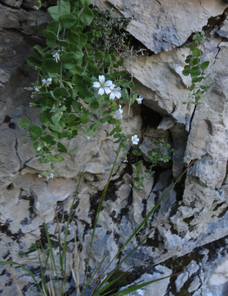 Nuovo censimento flora Alpi apuane: segnalate 3 nuove specie per la Toscana e 141 a rischio estinzione 20 Arenaria bertolonii 2