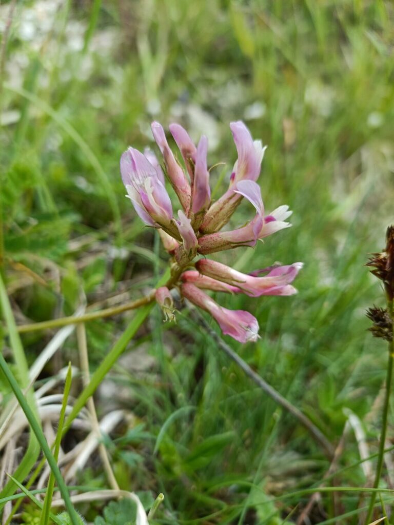 Nuovo censimento flora Alpi apuane: segnalate 3 nuove specie per la Toscana e 141 a rischio estinzione 5 Astragalus monspessulanus 2