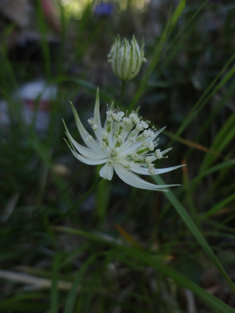 Nuovo censimento flora Alpi apuane: segnalate 3 nuove specie per la Toscana e 141 a rischio estinzione 4 Astrantia pauciflora subsp. pauciflora 2