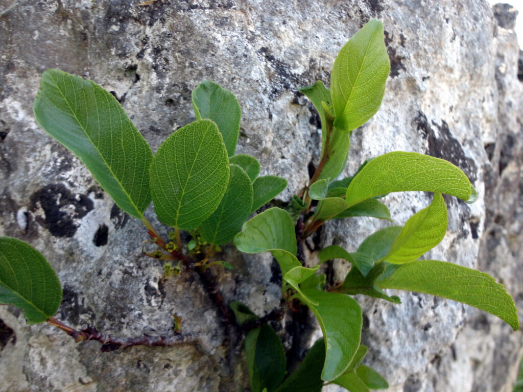 Nuovo censimento flora Alpi apuane: segnalate 3 nuove specie per la Toscana e 141 a rischio estinzione 18 Atadinus glaucophyllus 2