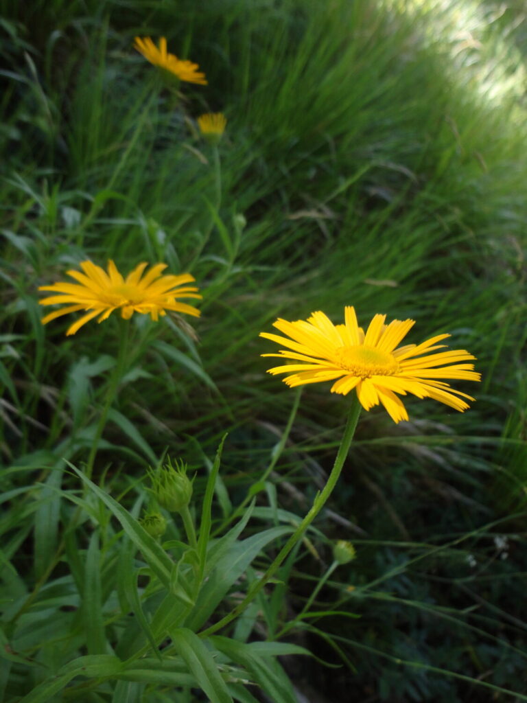 Nuovo censimento flora Alpi apuane: segnalate 3 nuove specie per la Toscana e 141 a rischio estinzione 16 Buphthalmum salicifolium 2