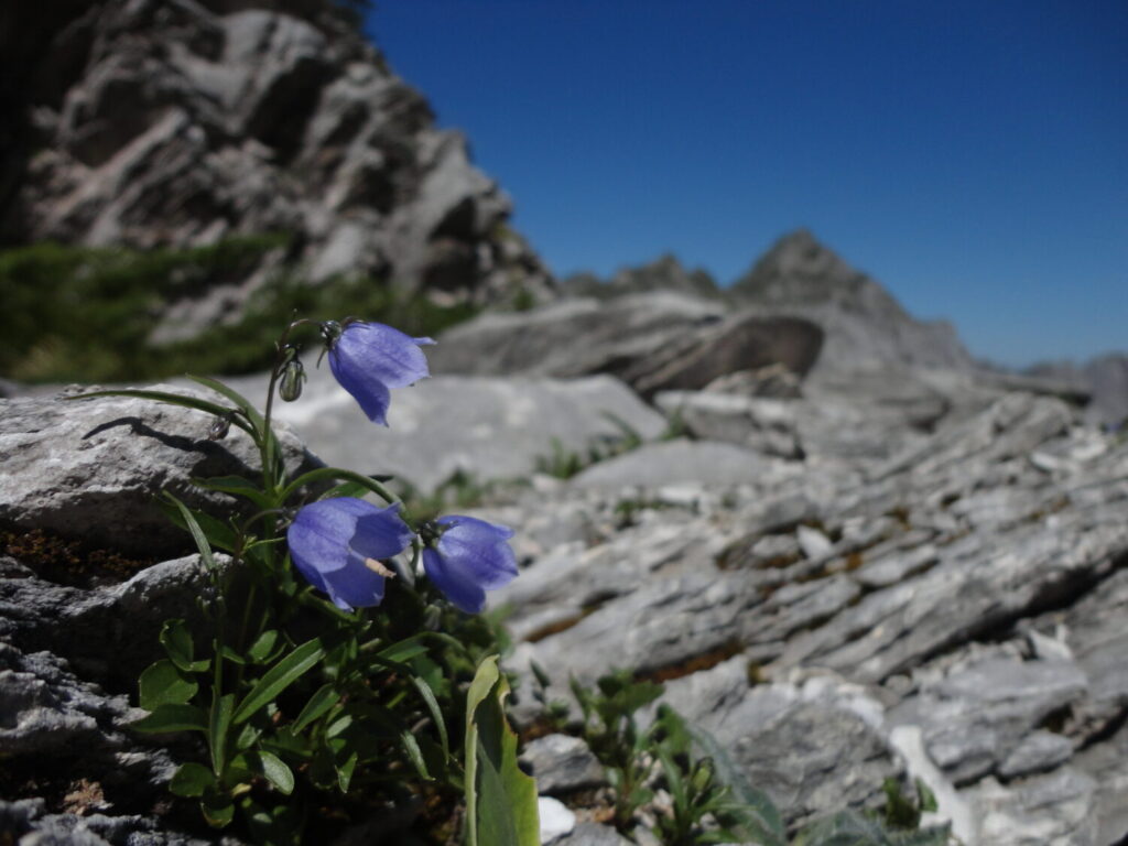 Nuovo censimento flora Alpi apuane: segnalate 3 nuove specie per la Toscana e 141 a rischio estinzione 11 Campanula cochleariifolia 2