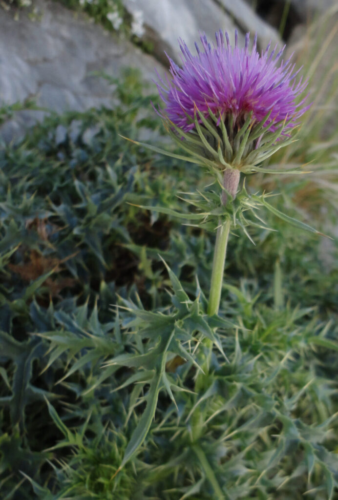 Nuovo censimento flora Alpi apuane: segnalate 3 nuove specie per la Toscana e 141 a rischio estinzione 13 Carduus defloratus subsp. carlinifolius 2