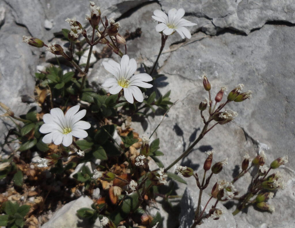 Nuovo censimento flora Alpi apuane: segnalate 3 nuove specie per la Toscana e 141 a rischio estinzione 15 Cerastium apuanum 2