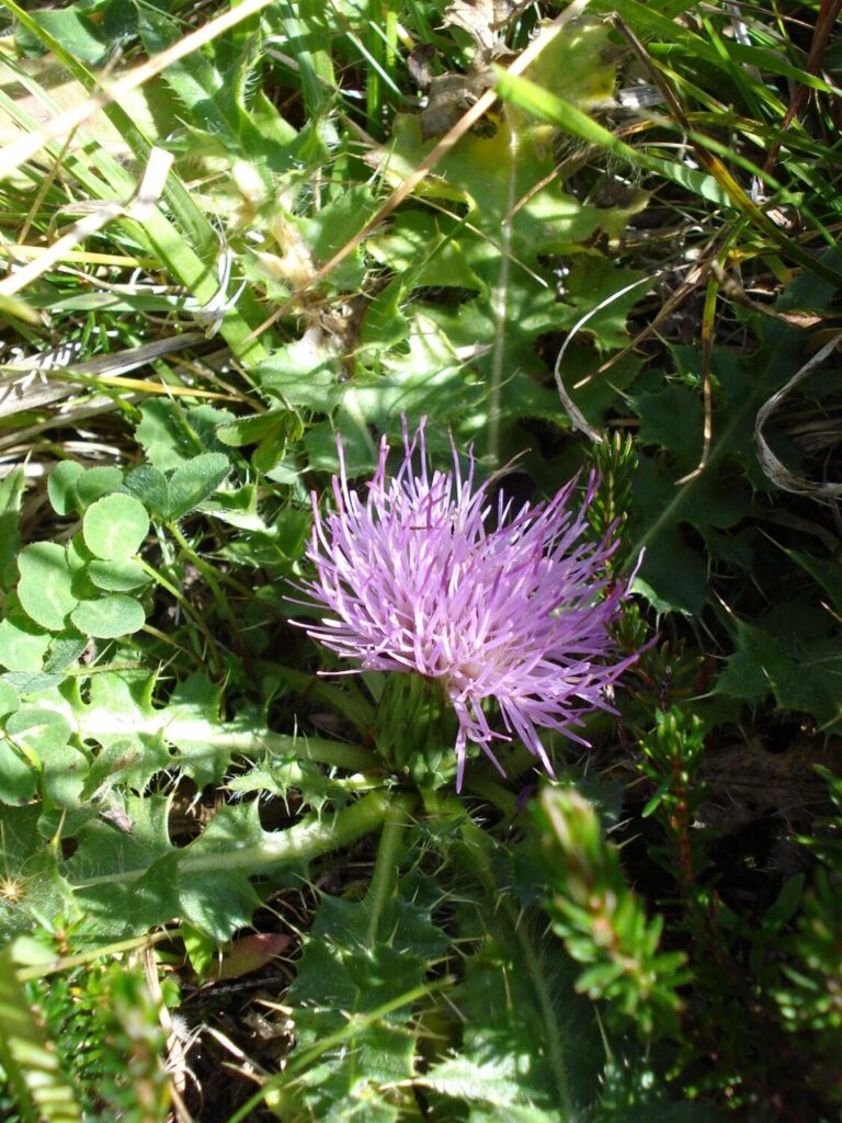 Nuovo censimento flora Alpi apuane: segnalate 3 nuove specie per la Toscana e 141 a rischio estinzione 9 Cirsium acaulon 1