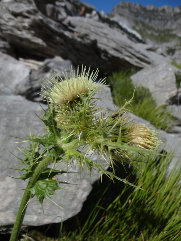 Nuovo censimento flora Alpi apuane: segnalate 3 nuove specie per la Toscana e 141 a rischio estinzione 7 Cirsium bertolonii 1
