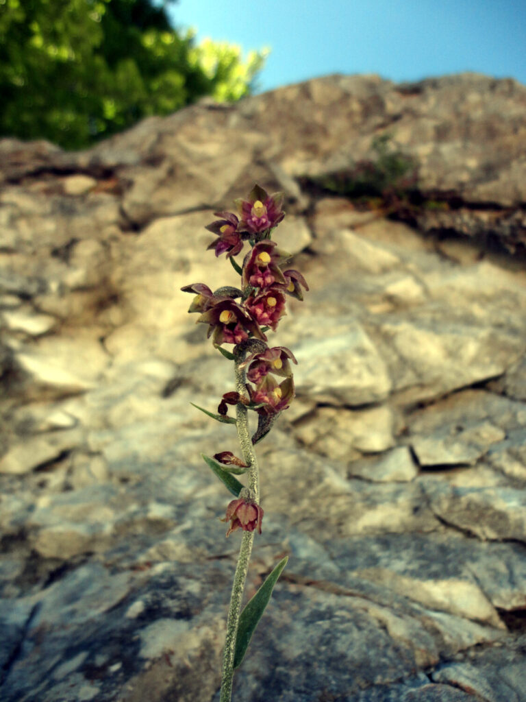 Nuovo censimento flora Alpi apuane: segnalate 3 nuove specie per la Toscana e 141 a rischio estinzione 60 Epipactis atrorubens 1