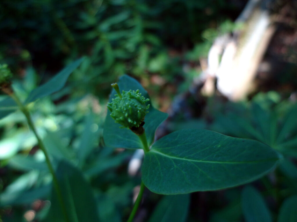Nuovo censimento flora Alpi apuane: segnalate 3 nuove specie per la Toscana e 141 a rischio estinzione 61 Euphorbia hyberna subsp. insularis 1