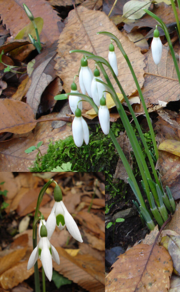 Nuovo censimento flora Alpi apuane: segnalate 3 nuove specie per la Toscana e 141 a rischio estinzione 10 Galanthus reginae-olgae