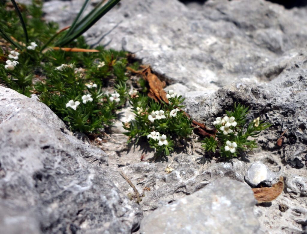 Nuovo censimento flora Alpi apuane: segnalate 3 nuove specie per la Toscana e 141 a rischio estinzione 8 Galium palaeoitalicum 1