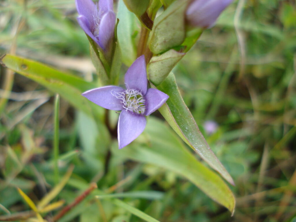 Nuovo censimento flora Alpi apuane: segnalate 3 nuove specie per la Toscana e 141 a rischio estinzione 59 Gentianella campestris 1
