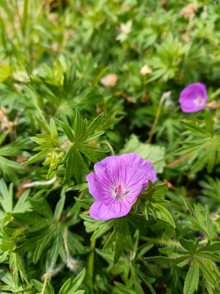 Nuovo censimento flora Alpi apuane: segnalate 3 nuove specie per la Toscana e 141 a rischio estinzione 57 Geranium sanguineum 1