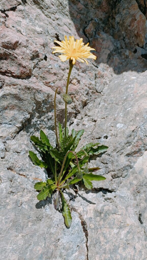 Nuovo censimento flora Alpi apuane: segnalate 3 nuove specie per la Toscana e 141 a rischio estinzione 49 Leontodon anomalus
