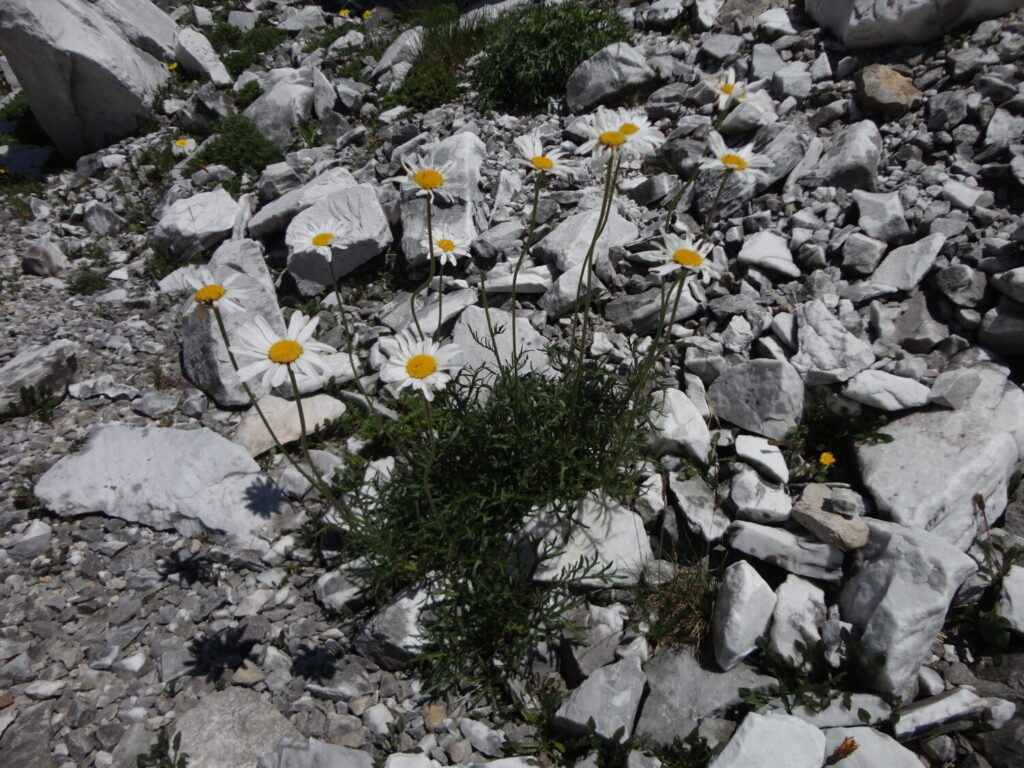 Nuovo censimento flora Alpi apuane: segnalate 3 nuove specie per la Toscana e 141 a rischio estinzione 50 Leucanthemum coronopifolium subsp. ceratophylloides