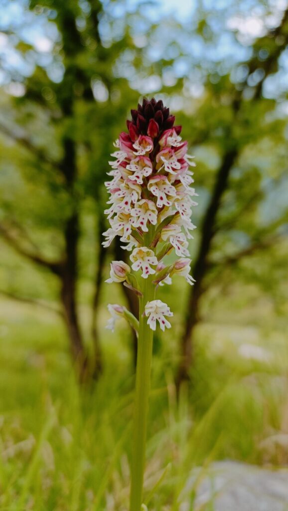 Nuovo censimento flora Alpi apuane: segnalate 3 nuove specie per la Toscana e 141 a rischio estinzione 44 Neotinea ustulata