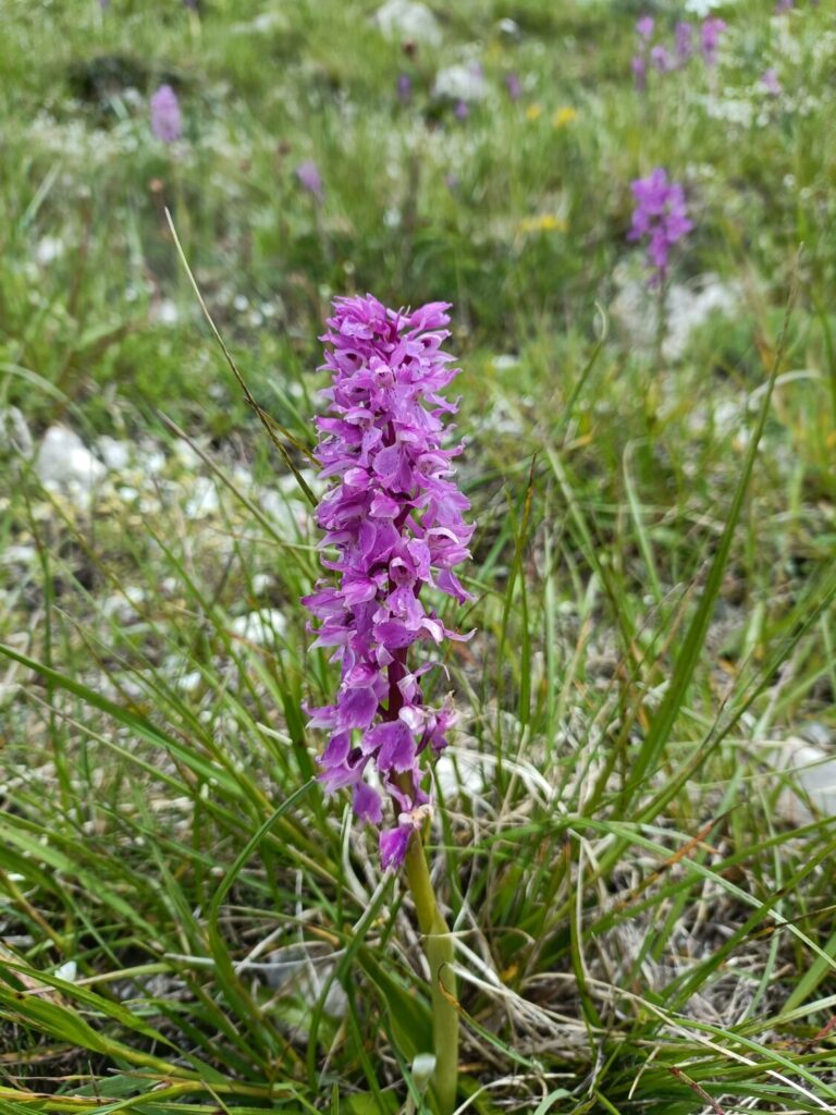 Nuovo censimento flora Alpi apuane: segnalate 3 nuove specie per la Toscana e 141 a rischio estinzione 45 Orchis mascula