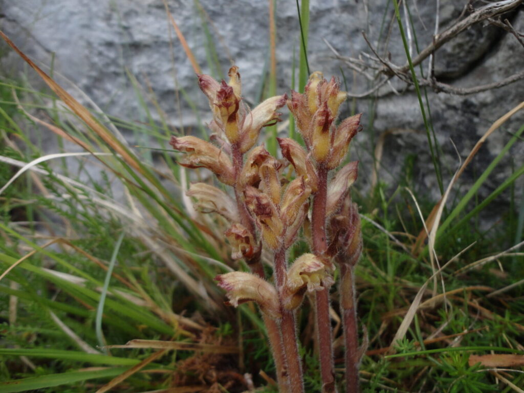 Nuovo censimento flora Alpi apuane: segnalate 3 nuove specie per la Toscana e 141 a rischio estinzione 41 Orobanche apuana