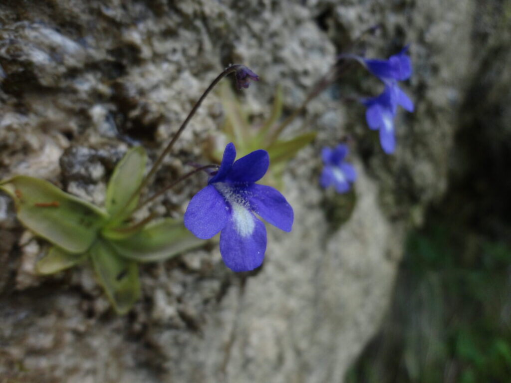 Nuovo censimento flora Alpi apuane: segnalate 3 nuove specie per la Toscana e 141 a rischio estinzione 36 Pinguicula mariae