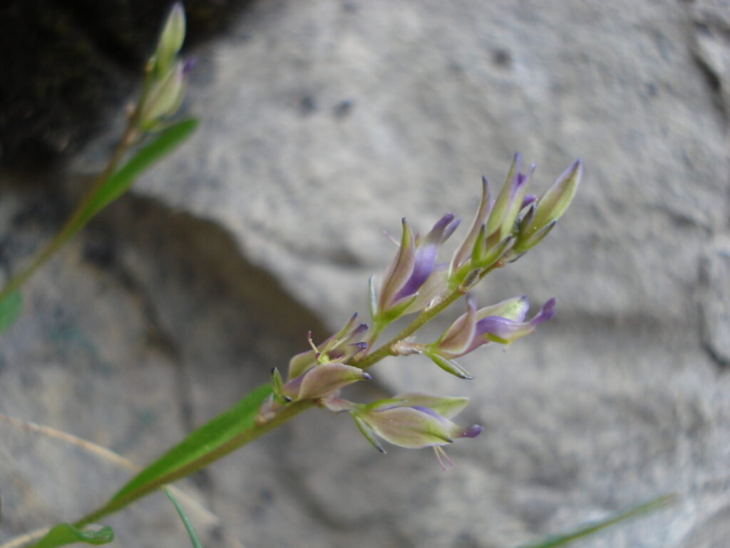 Nuovo censimento flora Alpi apuane: segnalate 3 nuove specie per la Toscana e 141 a rischio estinzione 31 Polygala carueliana