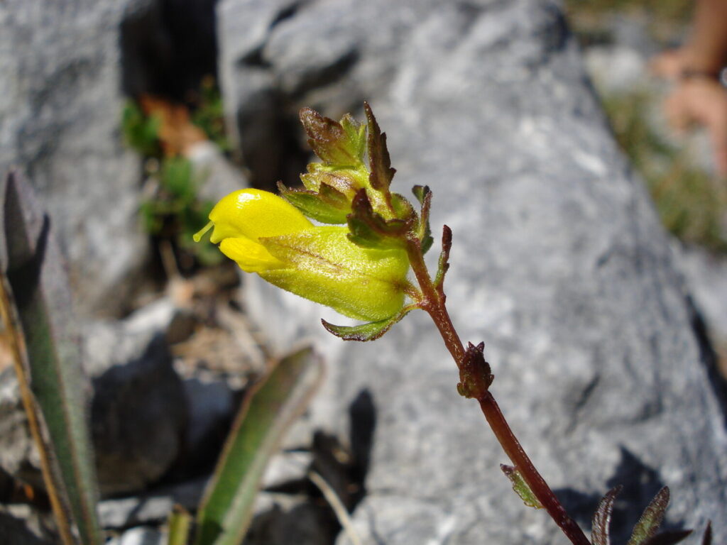 Nuovo censimento flora Alpi apuane: segnalate 3 nuove specie per la Toscana e 141 a rischio estinzione 33 Rhinanthus apuanus