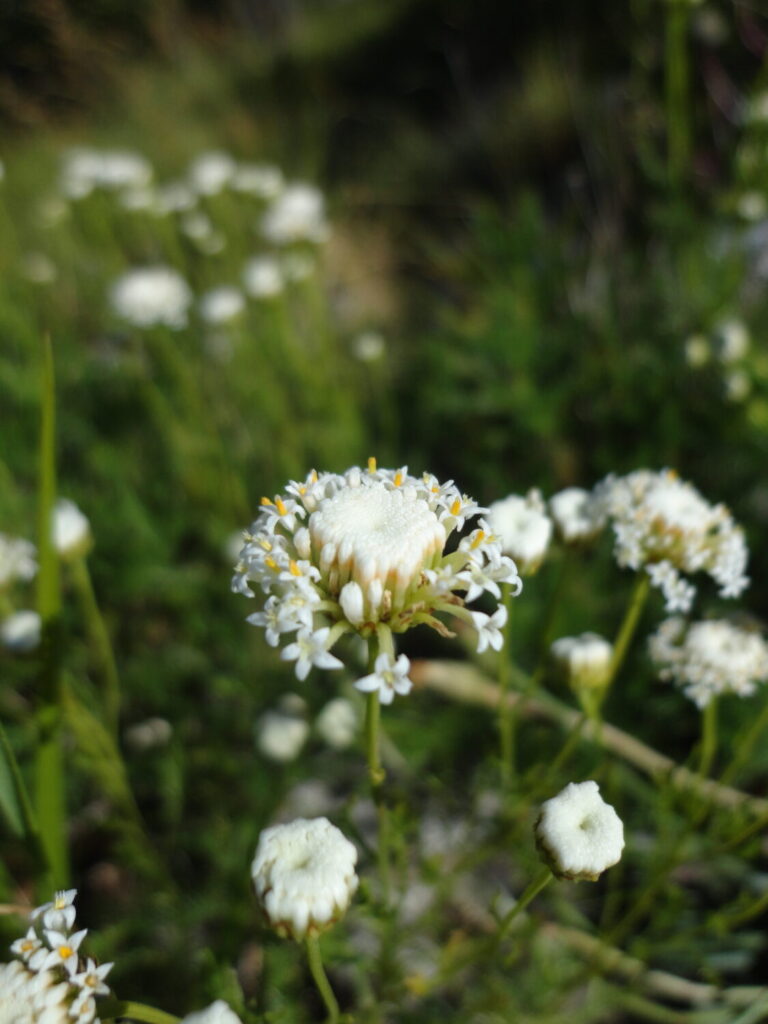 Nuovo censimento flora Alpi apuane: segnalate 3 nuove specie per la Toscana e 141 a rischio estinzione 29 Santolina pinnata