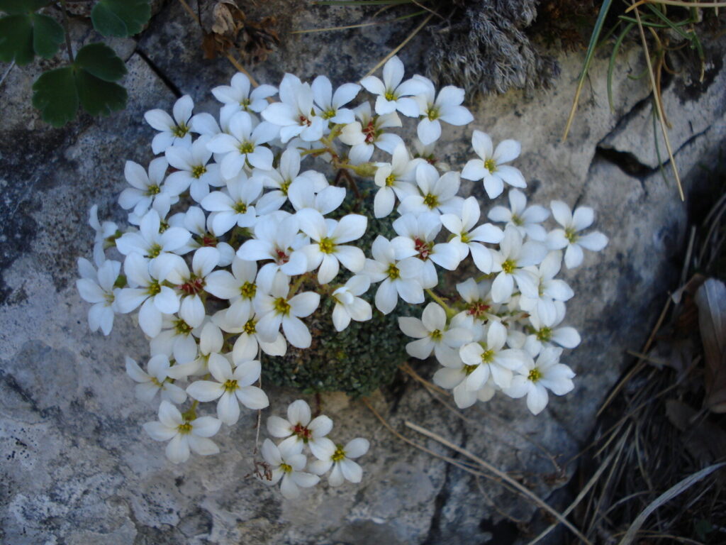 Nuovo censimento flora Alpi apuane: segnalate 3 nuove specie per la Toscana e 141 a rischio estinzione 28 Saxifraga caesia