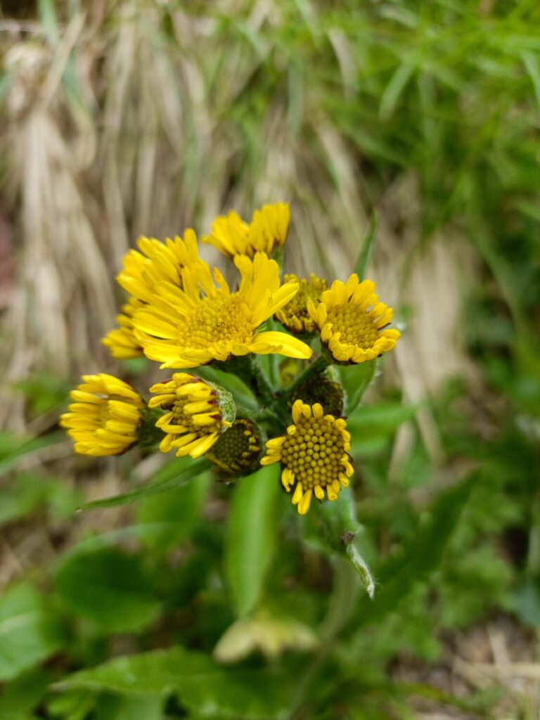 Nuovo censimento flora Alpi apuane: segnalate 3 nuove specie per la Toscana e 141 a rischio estinzione 25 Tephroseris italica