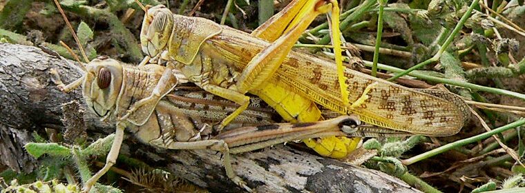 Le locuste del deserto: come funzionano i loro enormi sciami? 1 Copulating desert locust pair