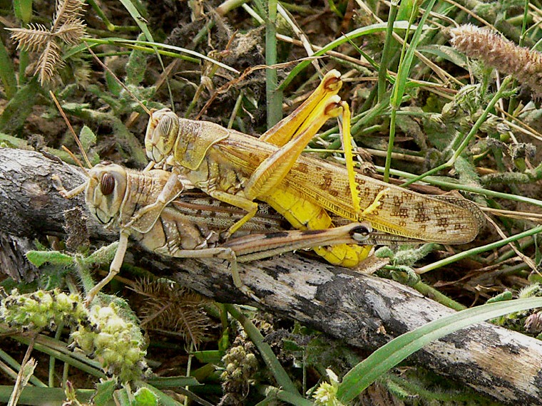 Le locuste del deserto: come funzionano i loro enormi sciami? 2 Copulating desert locust pair