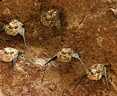 Un falso allarme per studiare le capacità cognitive dei pipistrelli