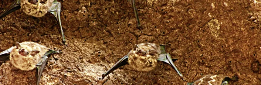 Un falso allarme per studiare le capacità cognitive dei pipistrelli 1 murcic3a9lago de sacos2c 28saccopteryx bilineata29 panoramio