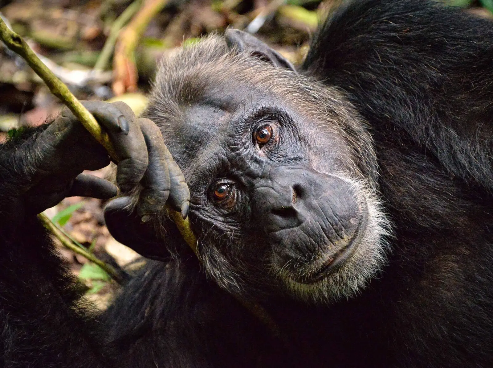 Tronchi e radici come tamburi, gli scimpanzé sono maestri del ritmo! 2 2560px chimp2c kibale2c uganda 282335559551029