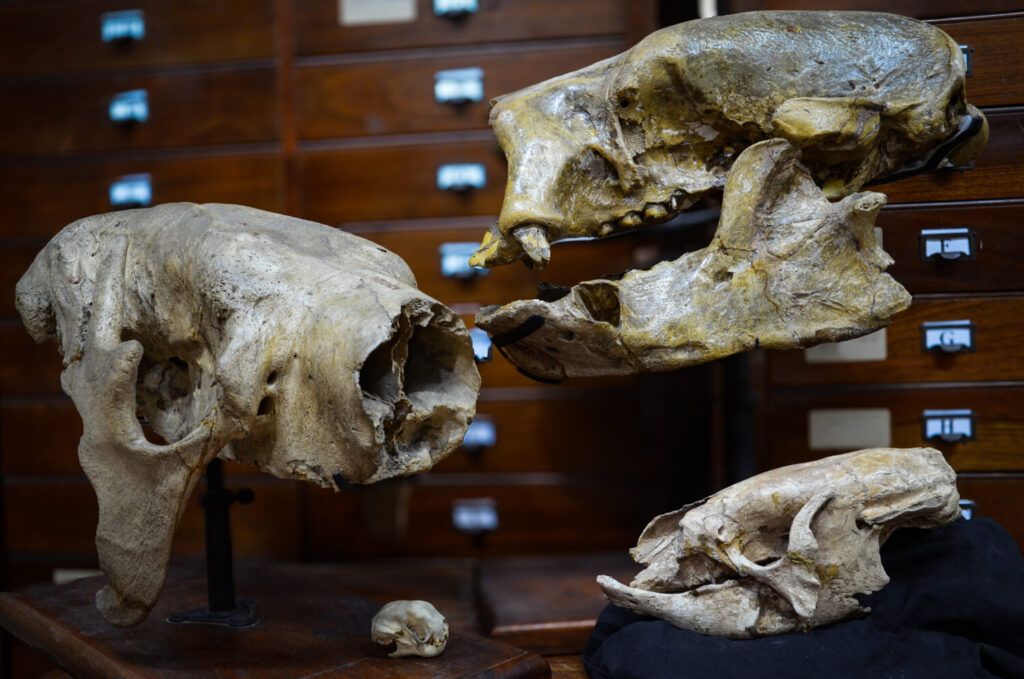 Quando i bradipi erano giganti 3 Teschi di specie di bradipi viventi ed estinti mostrano le notevoli differenze nelle dimensioni corporee.
In basso a sinistra: Bradypus variegatus (vivente, Bolivia);
in basso a destra: Proscelidodon patrius (Pliocene, Argentina);
in alto a sinistra: Megatherium americanum (Pleistocene, Argentina);
in alto a destra: Lestodon armatus (Pleistocene, Argentina).
Tutti gli esemplari sono conservati presso il Museo Argentino de Ciencias Naturales “Bernardino Rivadavia”, Buenos Aires, Argentina. Foto di Alberto Boscaini