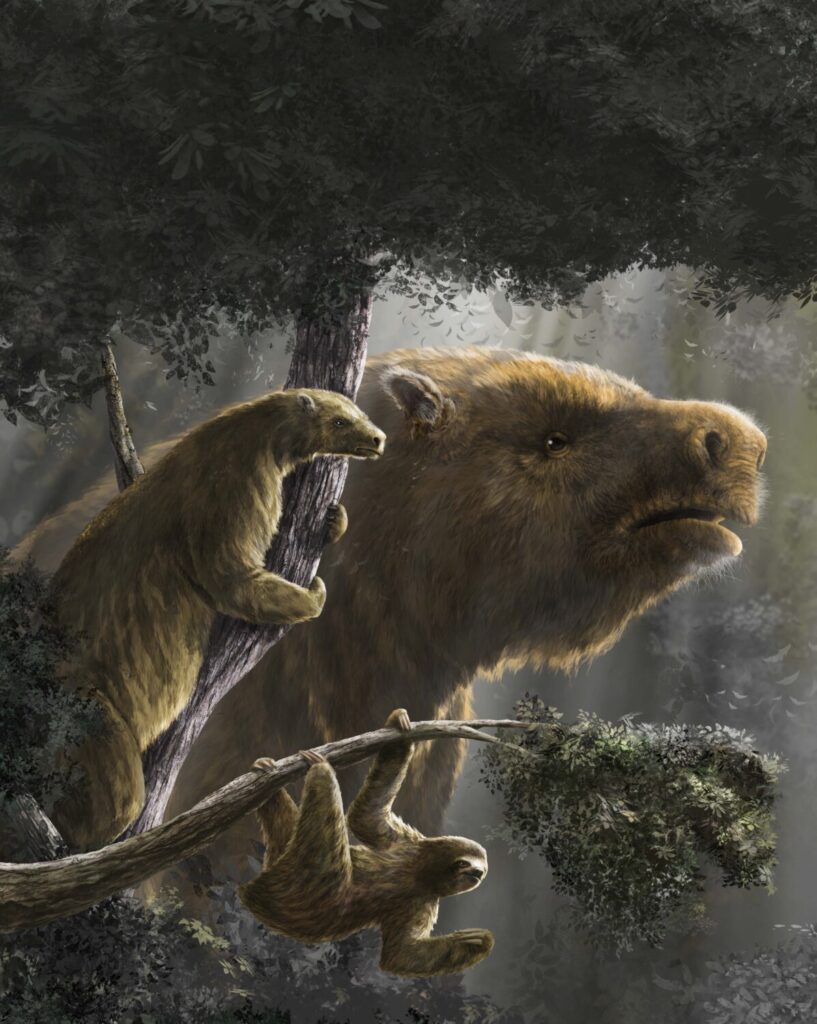 I bradipi hanno ripetutamente evoluto dimensioni corporee grandi e piccole in base alle loro abitudini terrestri/arboricole. In basso, Bradypus tridactylus; a sinistra, Hapalops elongatus; sullo sfondo, Megatherium americanum. Illustrazione di Diego Barletta.