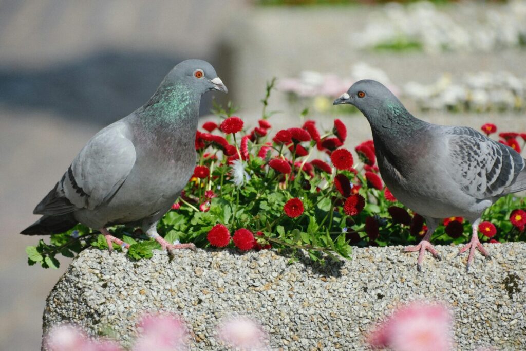 pexels szafran 32468778